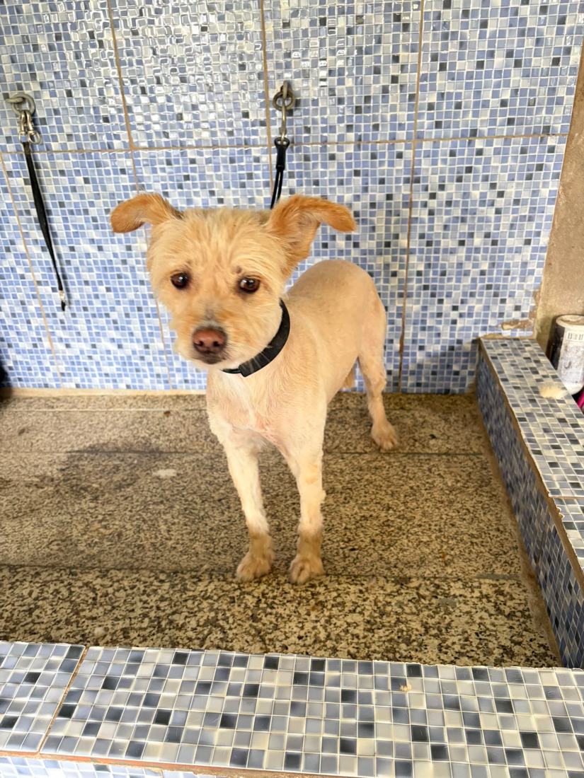 Cão no contexto do serviço de grooming