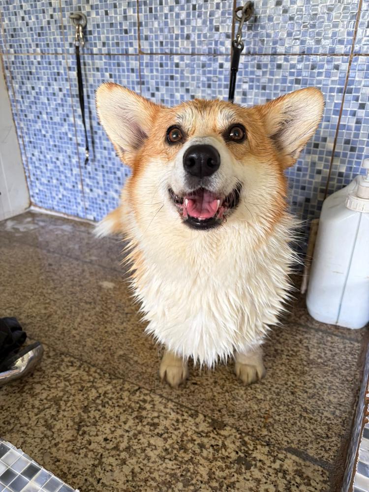 Outro amigo depois do grooming