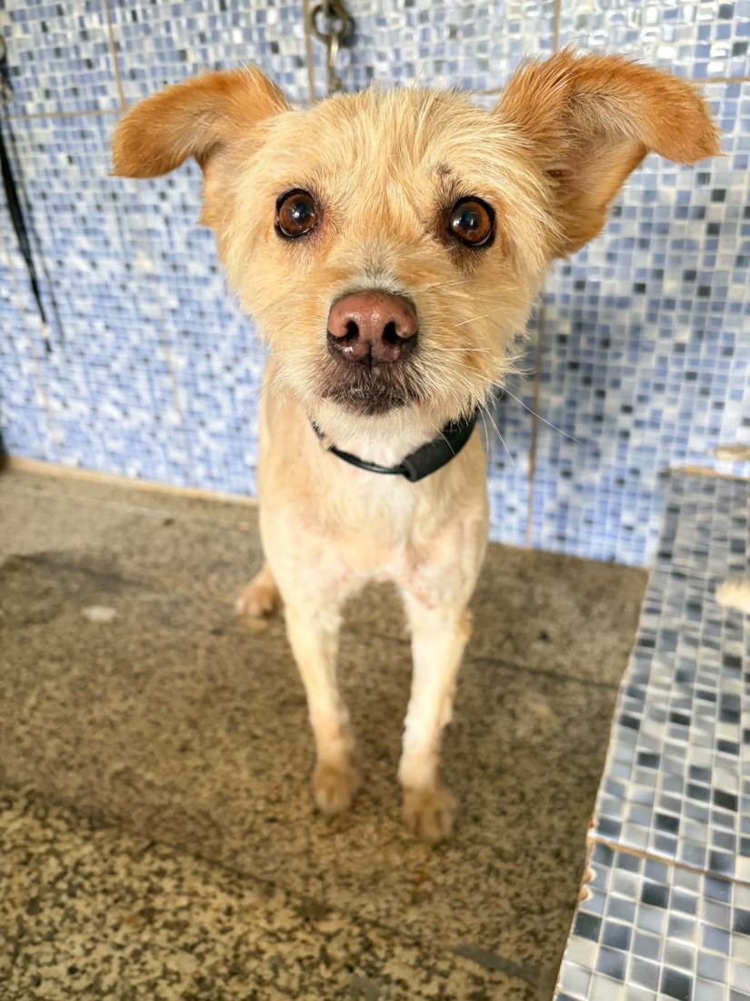 Serviço de grooming canino