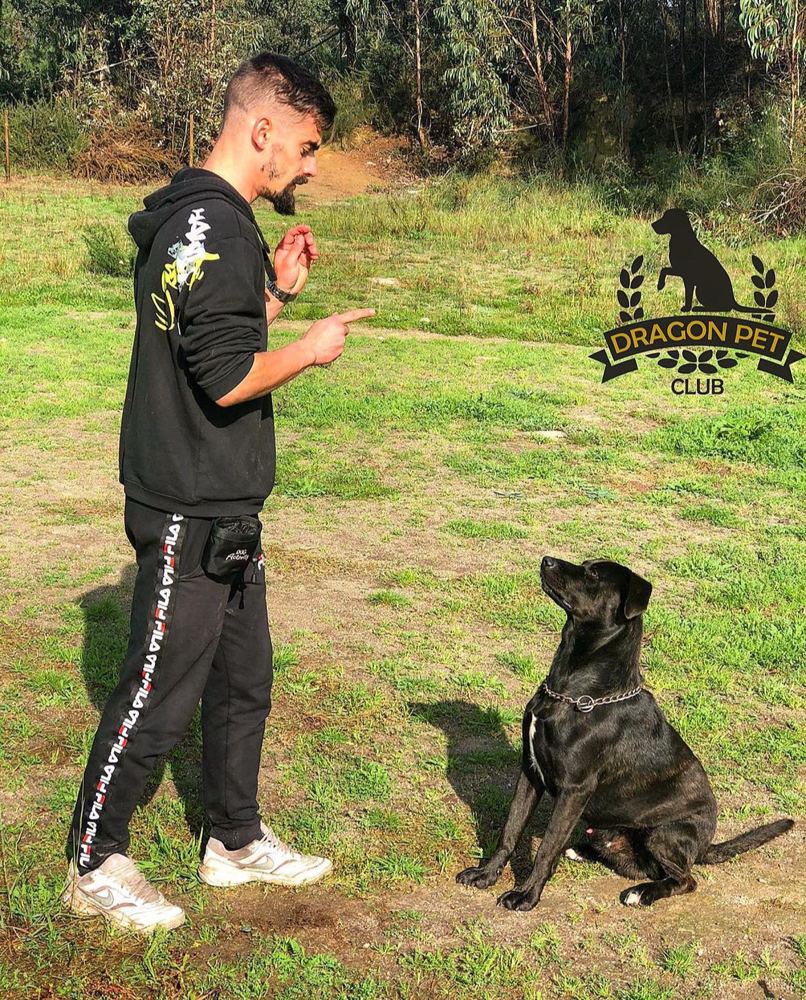 Sessão de treino canino