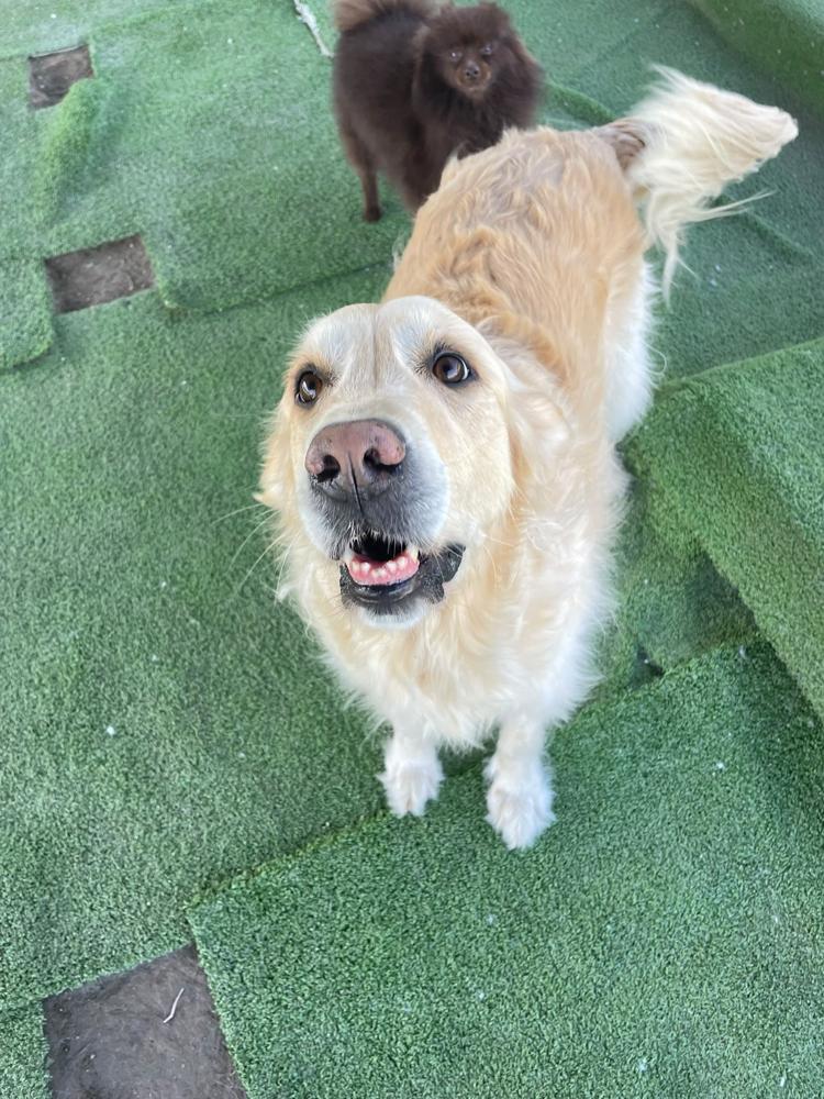 Cão da Dragon Pet Club