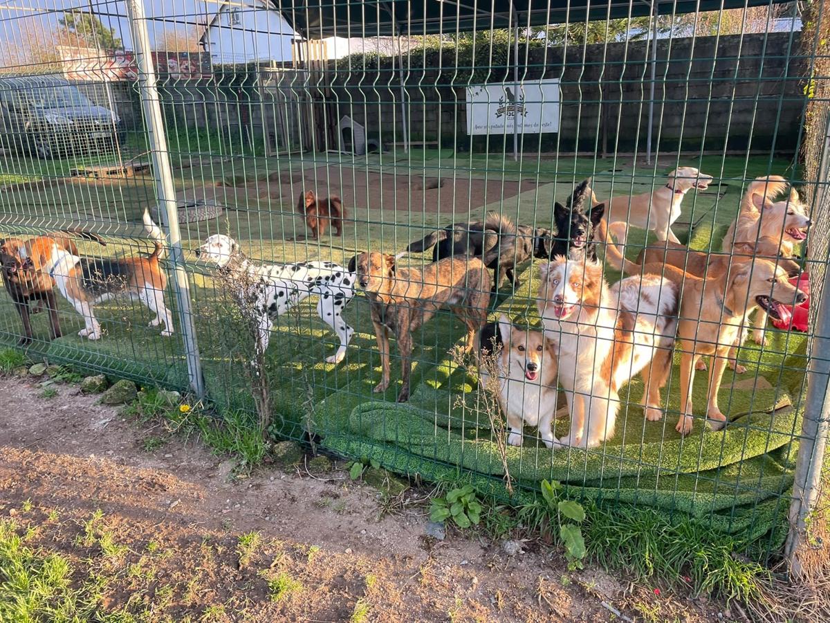 Cães junto à vedação