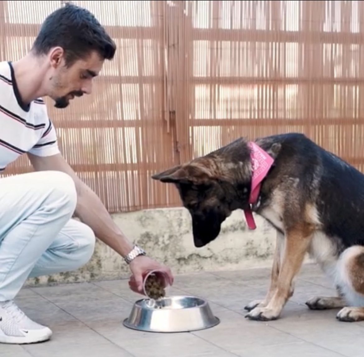 Trabalho de ligação com o cão